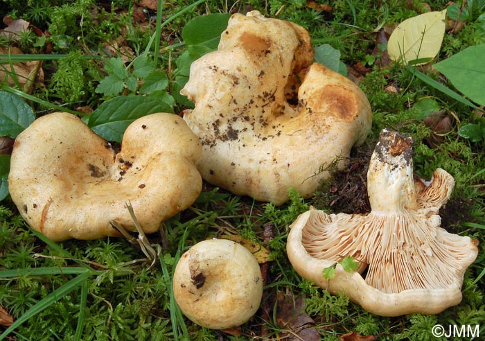 Lactarius acerrimus 8.jpg