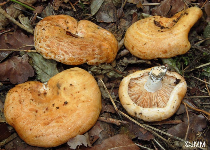 Lactarius acerrimus 6.jpg