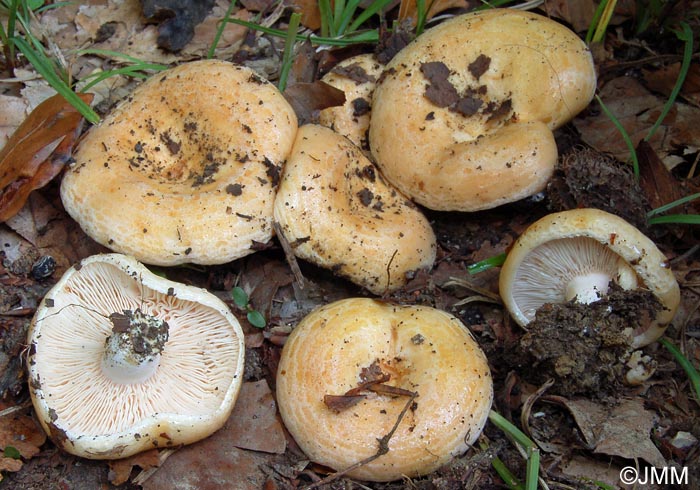 Lactarius acerrimus 4.jpg