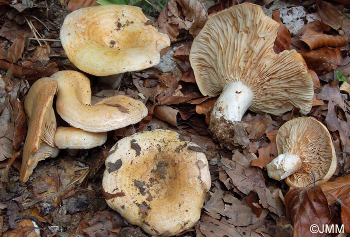 Lactarius acerrimus 7.jpg