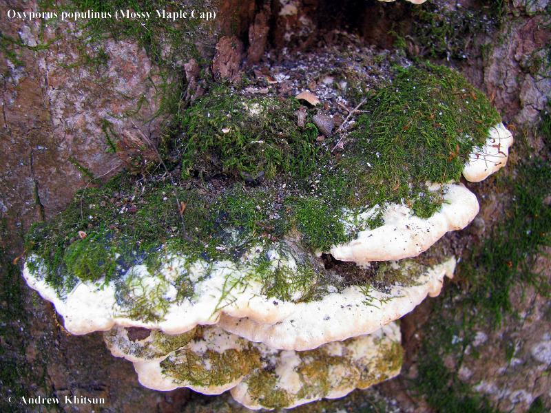 Oxyporus_populinus__2_.JPG