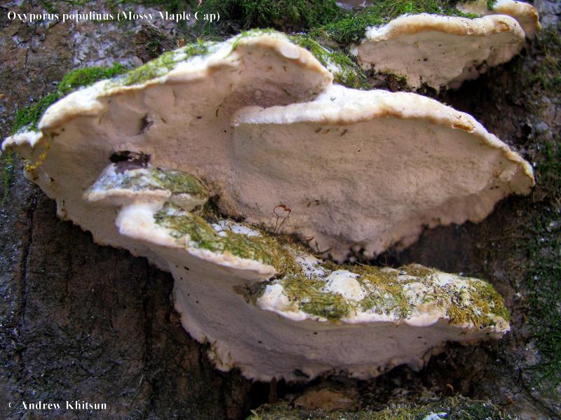 Oxyporus_populinus__3_.JPG