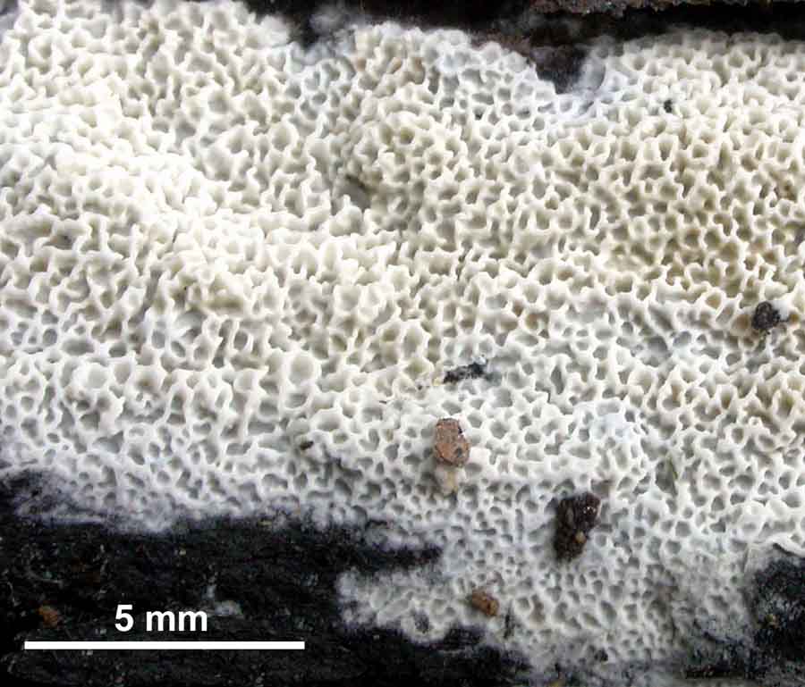 Ceriporia_reticulata.jpg