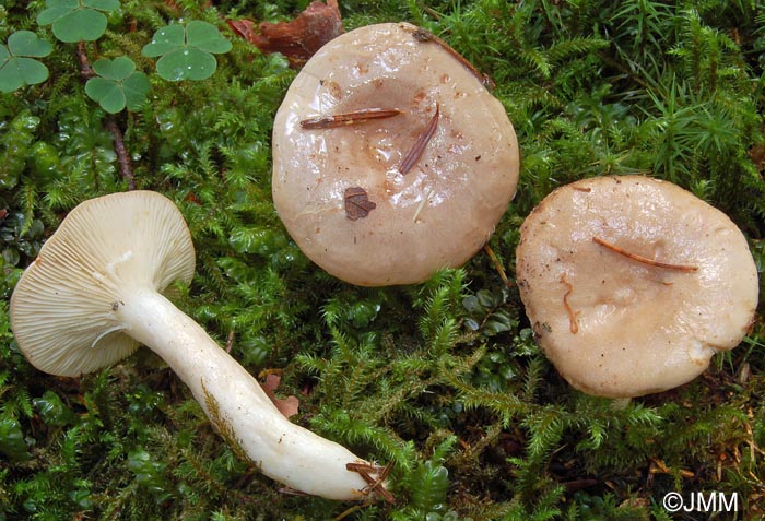 Lactarius albocarneus 3.jpg