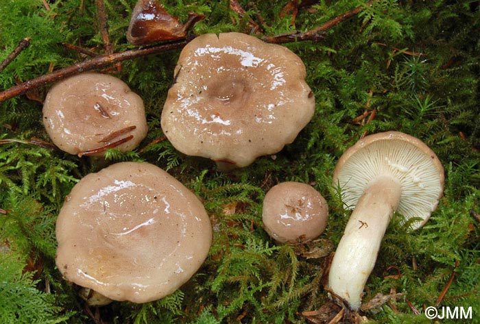Lactarius albocarneus.JPG