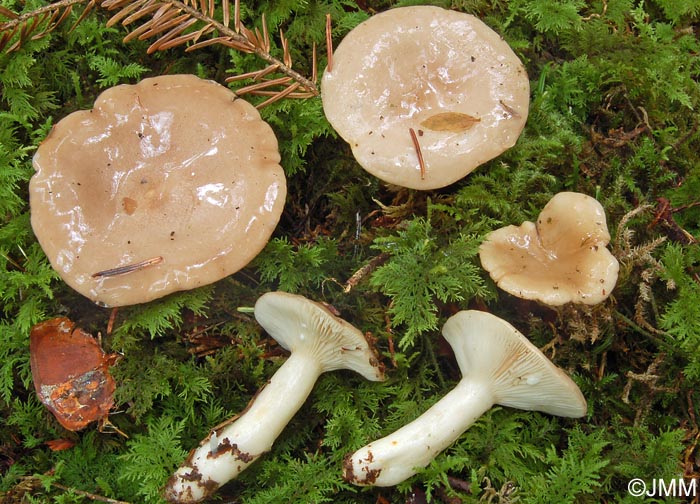 Lactarius albocarneus 1.jpg