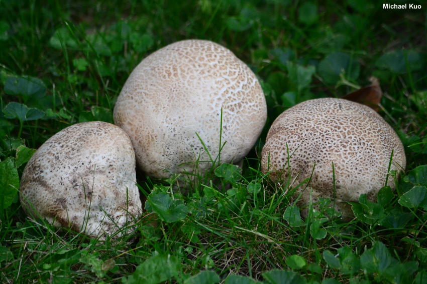 calvatia_cyathiformis_01.jpg