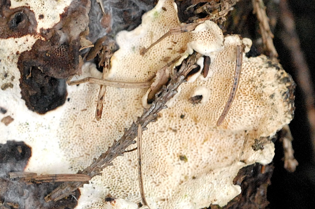 Ceriporiopsis.mucida2.-.lindsey.jpg
