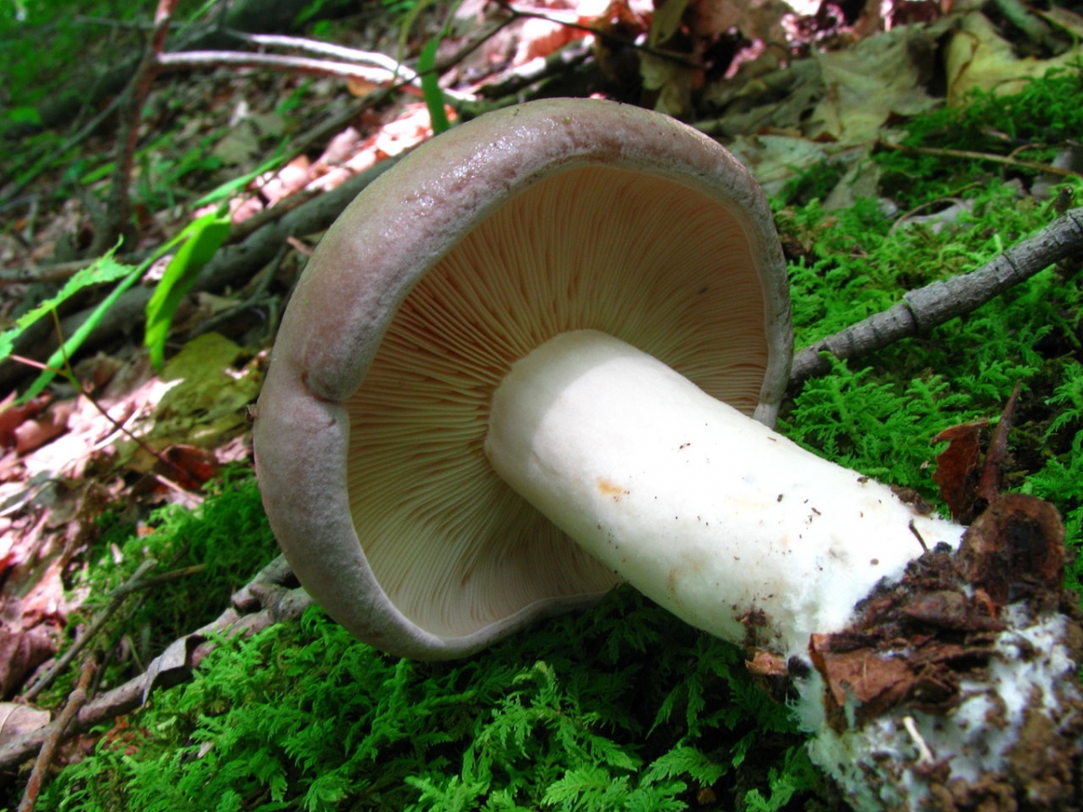 1280px-Lactarius_argillaceifolius_48673.jpg