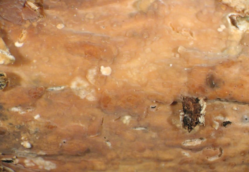 TempF14520_Phanerochaete_avellanea.jpg