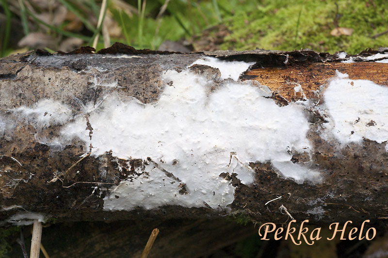 Pohjanhituh?m?kk?, Leptosporomyces septentrionalis 002 800.jpg