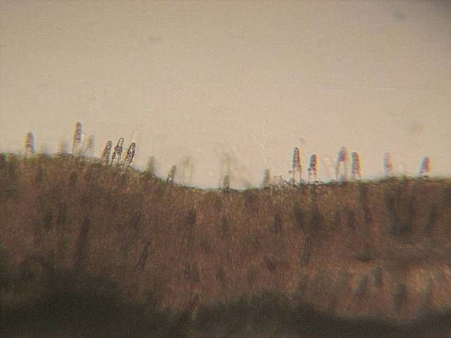 09107_orig.jpg