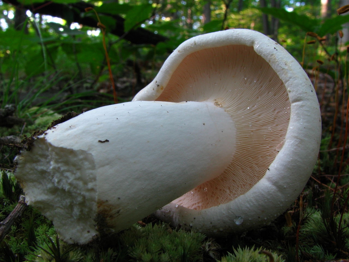 1280px-Lactarius_deceptivus_50256.jpg