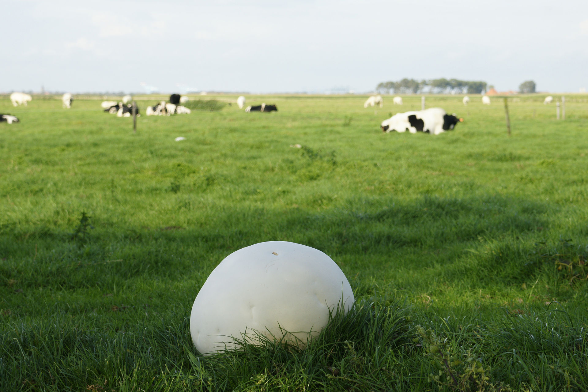 Calvatia_gigantea.jpg