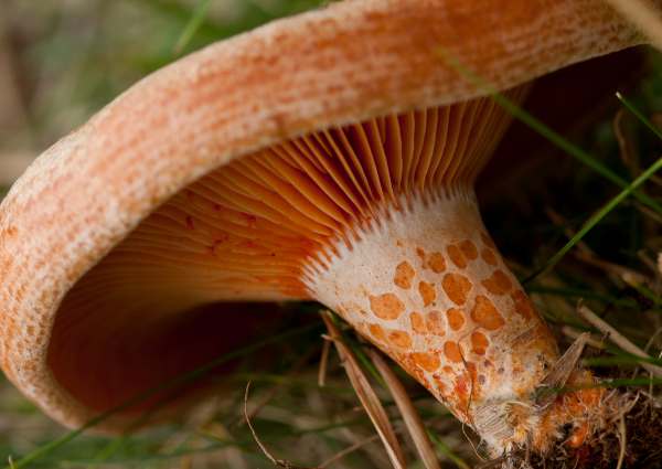 lactarius-deliciosus5.jpg