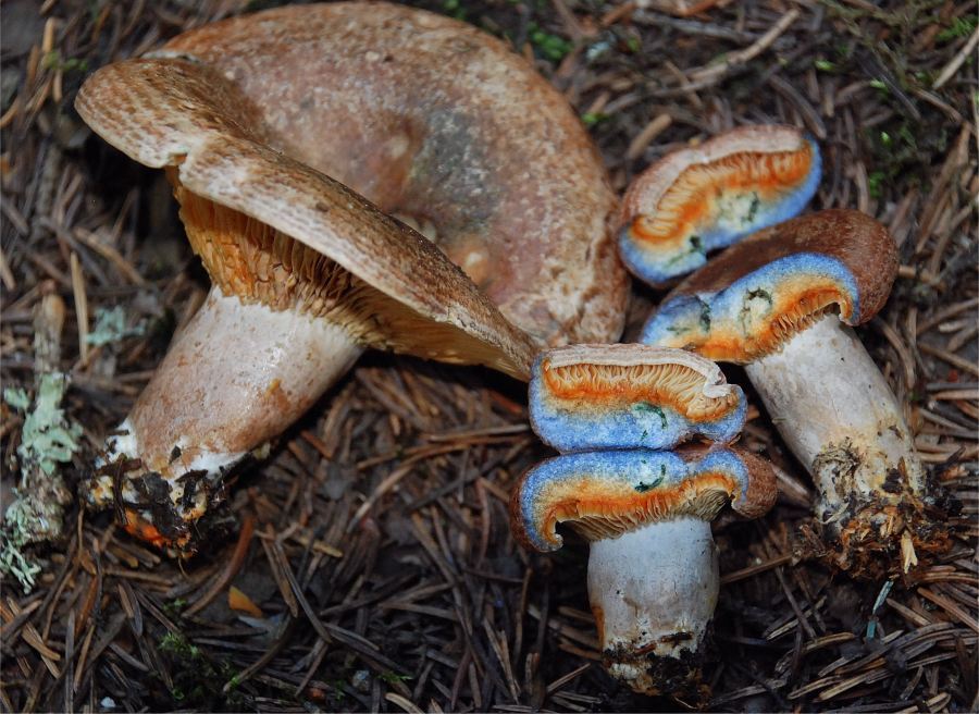 Lactarius_fennoscandicus_64508.jpg