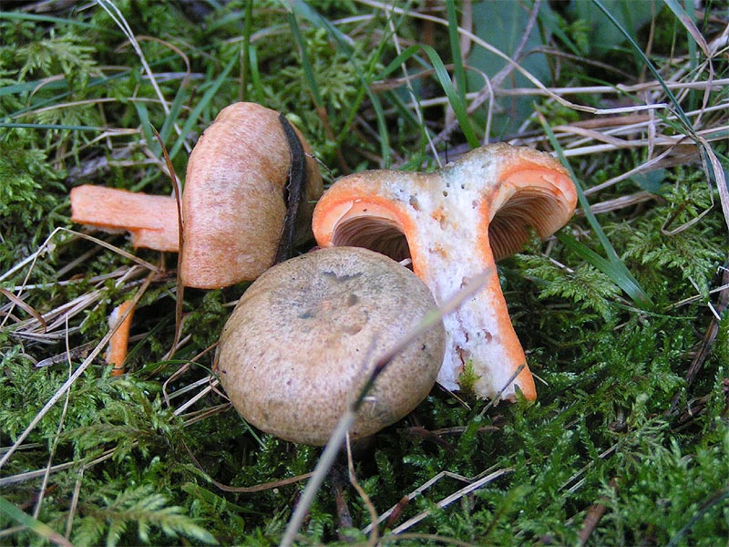 Lactarius_quieticolor_2004-09-18.jpg