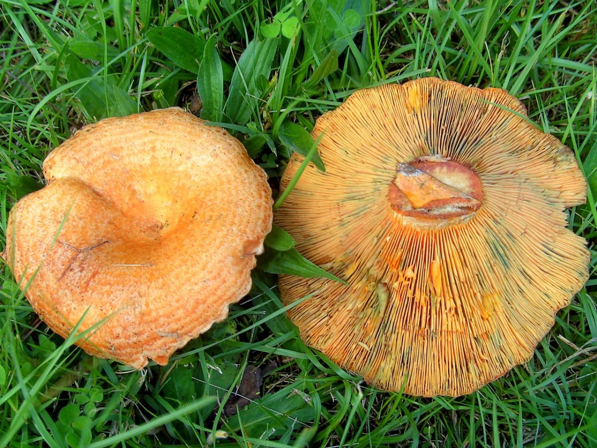Lactarius_deliciosus_1_(1).jpg