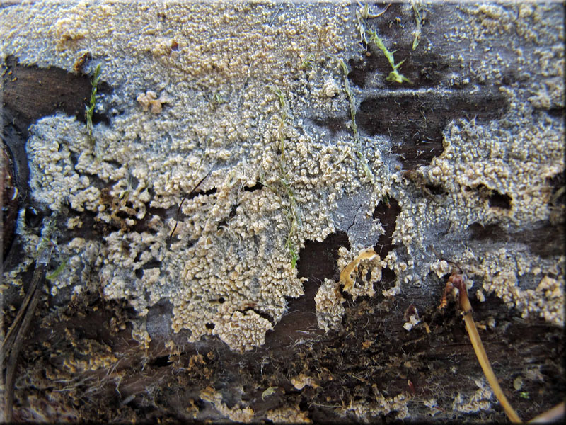 a_alutacea1.jpg