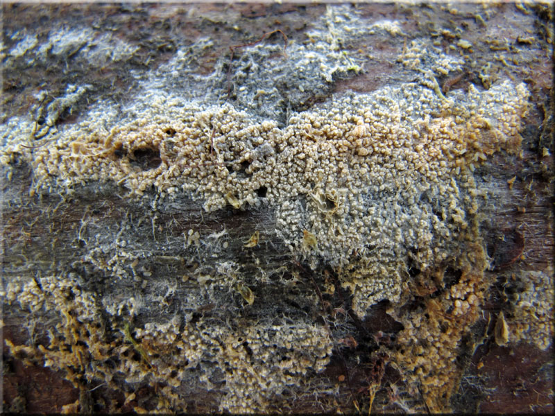 a_alutacea2.jpg