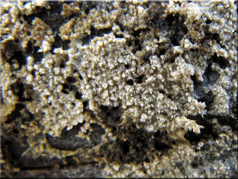 a_alutacea3.jpg