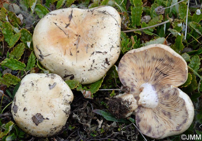 Lactarius dryadophilus 2.jpg