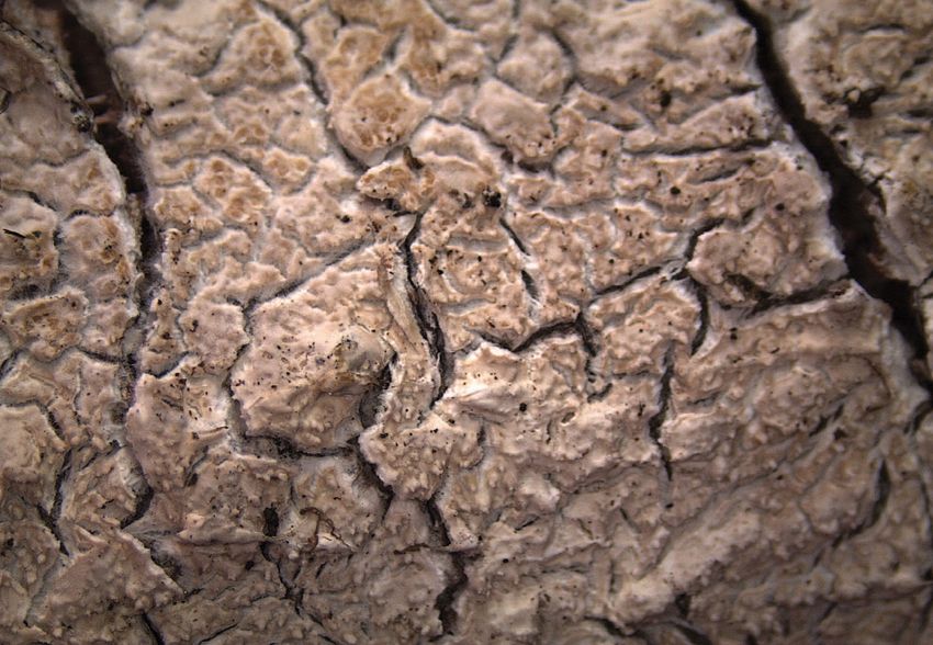 TempF14694_Xylodon_crustosus.jpg