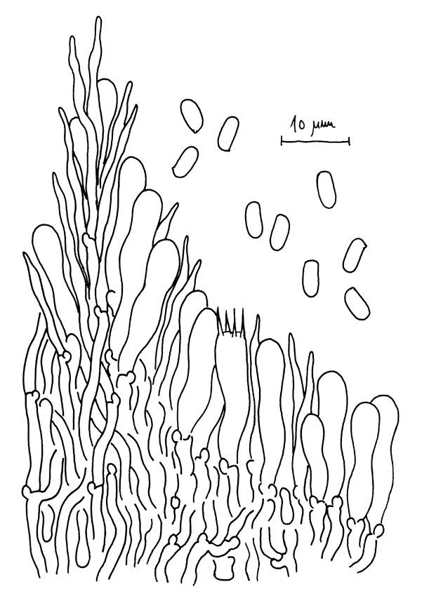 TempF15983_Xylodon-crustosus-(Bernicch.jpg