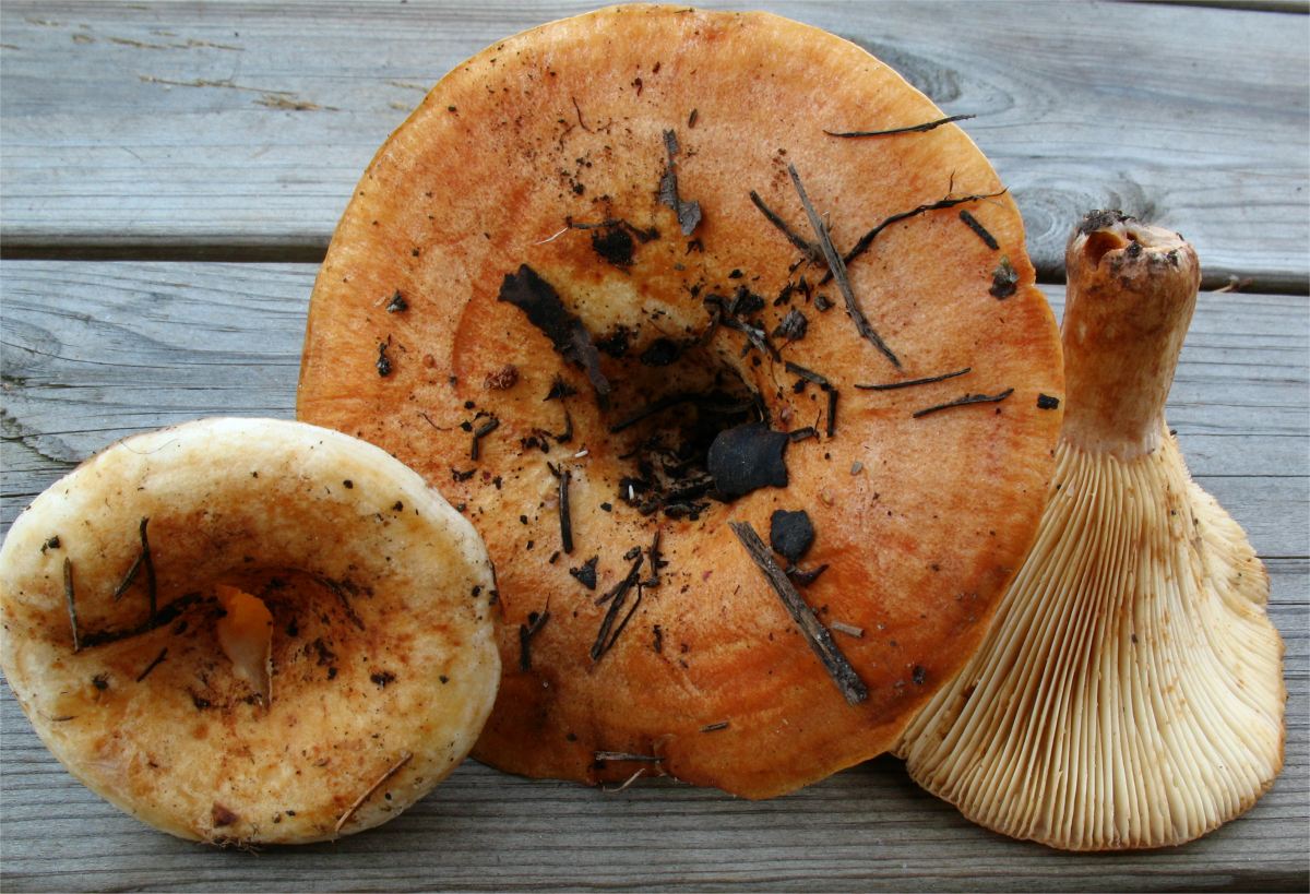 Lactarius_evosmus_25390.jpg