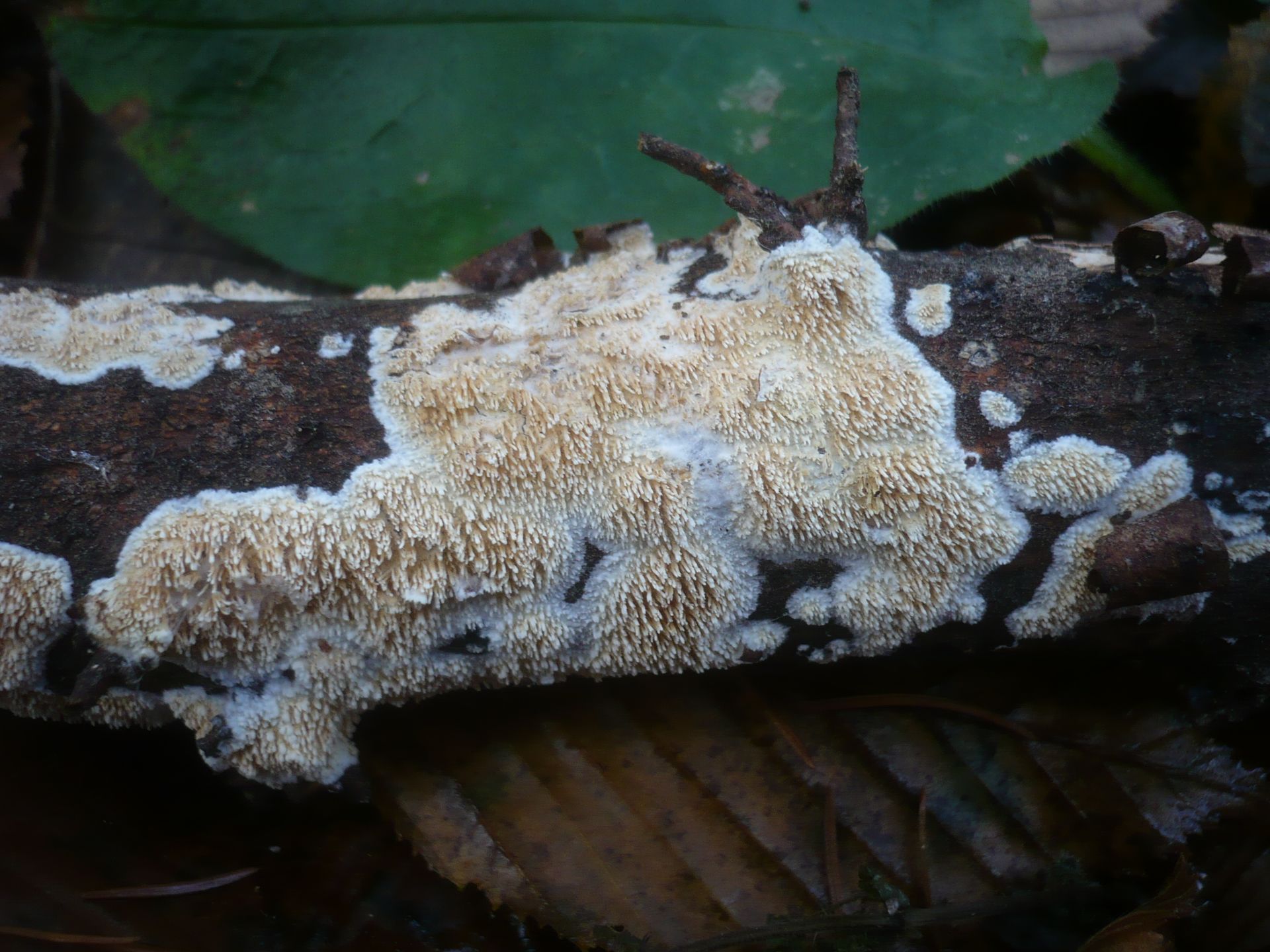 Basidioradulum_radula_206606.jpg