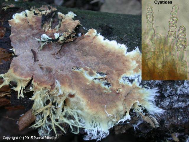 Rhizochaete_radicata_2015_pr_1.jpg