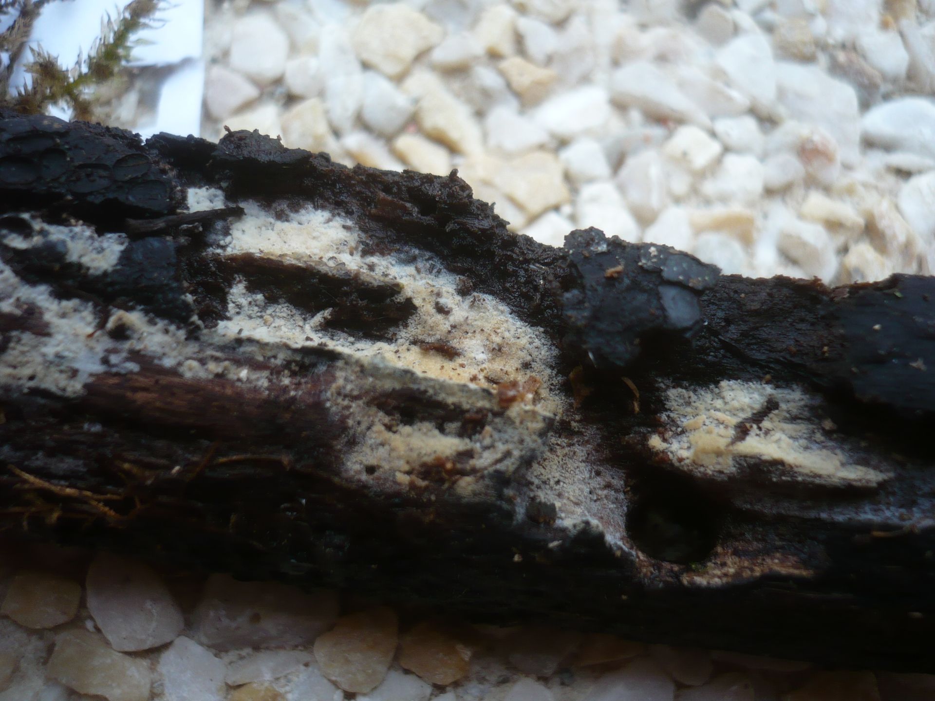 2012-03-22_Lagarobasidium_detriticum_(Bourdot)_J?lich_207252.jpg