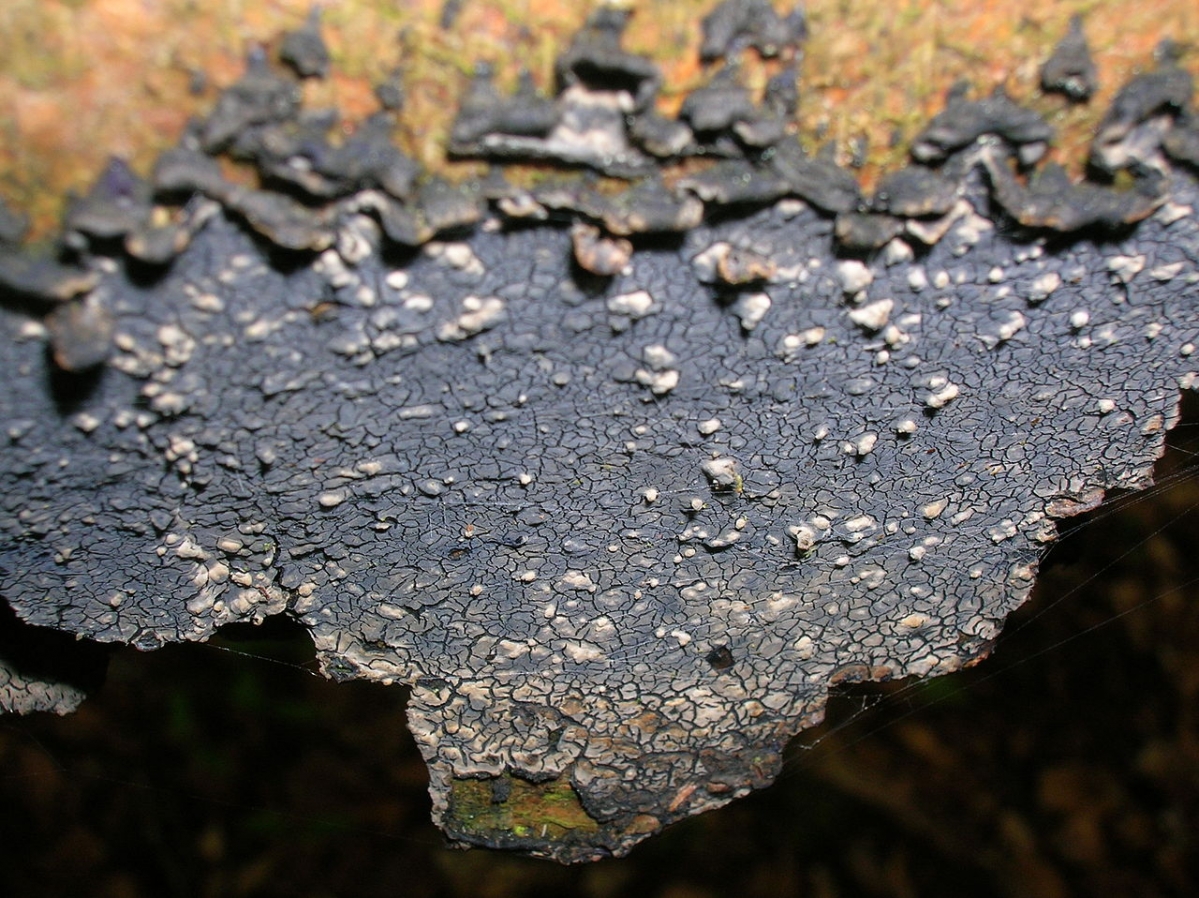 1280px-Beech_with_Cobalt_Crust,_Pulcherricium_caeruleum.JPG