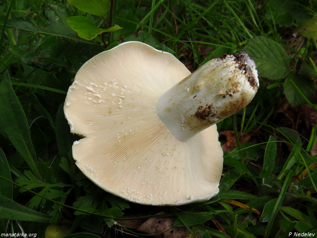 Lactariusglaucescens1b.jpg