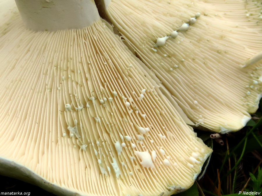 Lactariusglaucescens1c.jpg