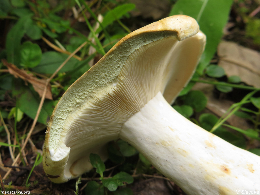 Lactariusglaucescens2.jpg