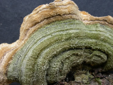 C unicolor topGE.jpg