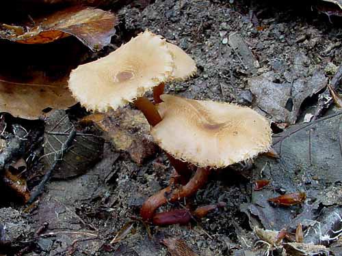 asibosochichitake1o01.jpg