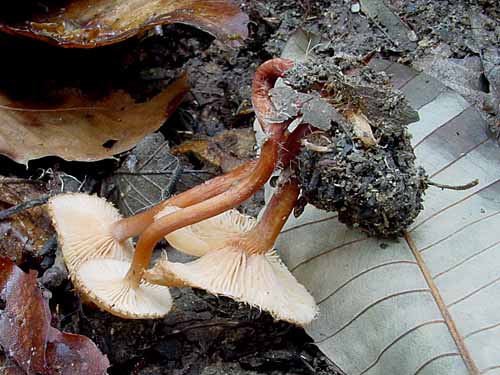 asibosochichitake1o1o01.jpg