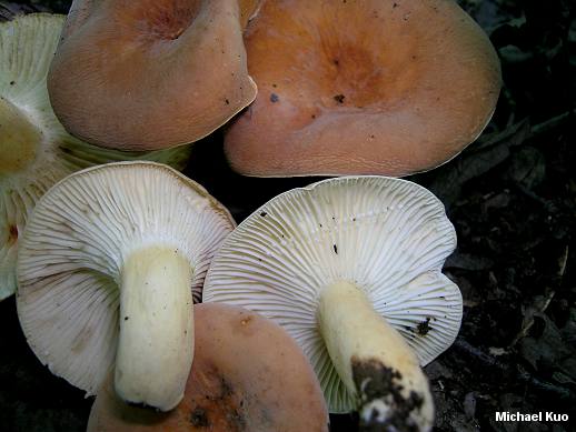 lactarius_hygrophoroides_03.jpg