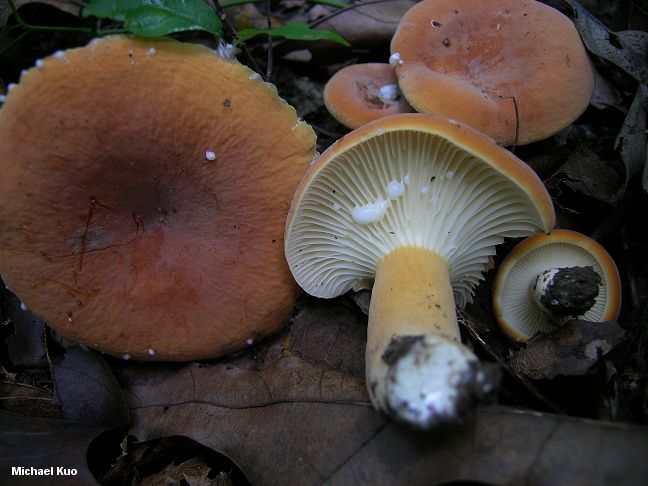 lactarius_hygrophoroides_05.jpg