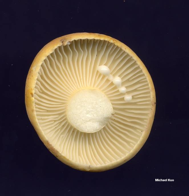 lactarius_hygrophoroides_02big.jpg