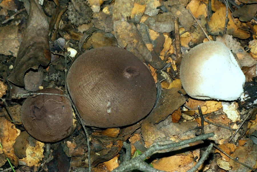 lycoperdon_helga1 (1).JPG