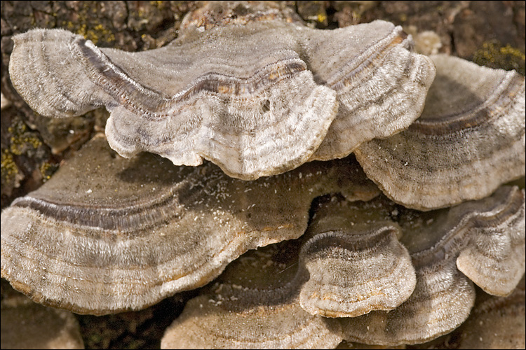Cerrena_unicolor_45687.jpg