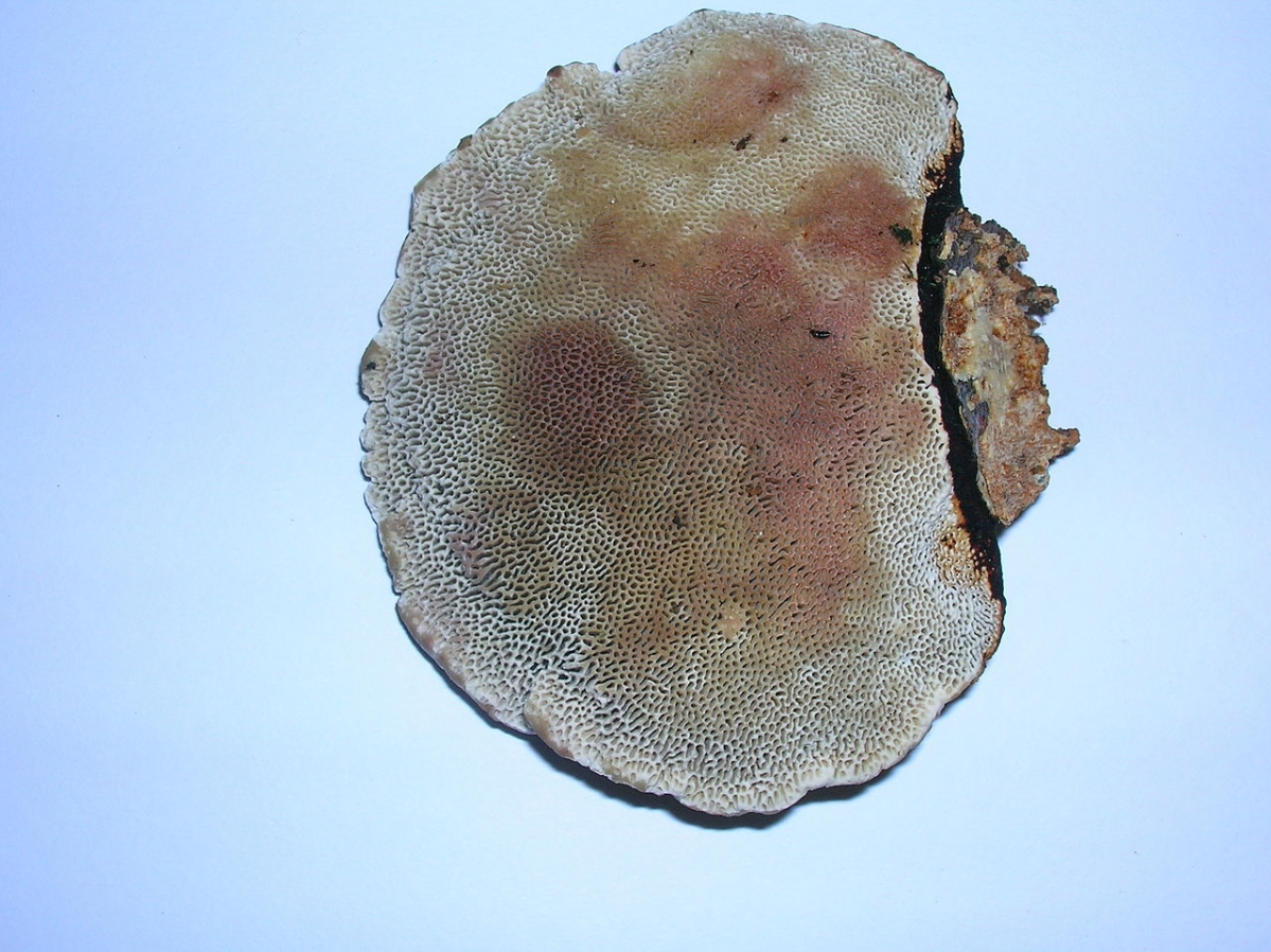 1280px-Daedaleopsis_confragrosa_Eglinton.JPG