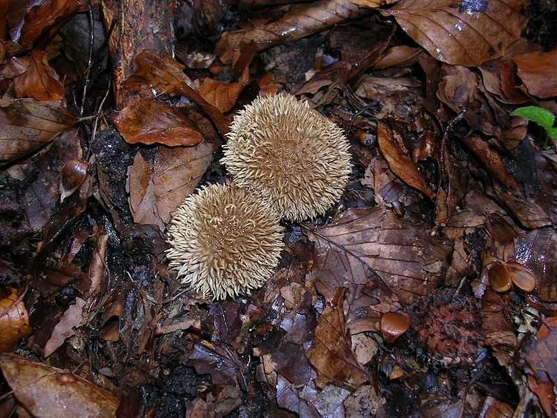 800px-Lycoperdonechinatum_pl1.jpg
