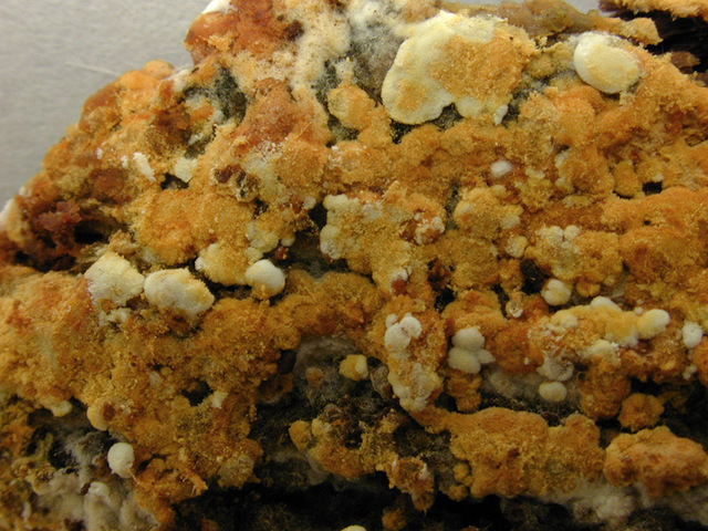 Botryobasidium_aureum,I_MWS22026.jpg