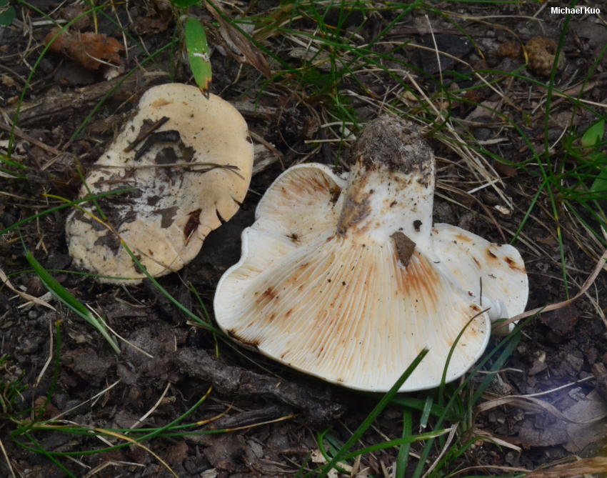 lactarius_luteolus_01.jpg