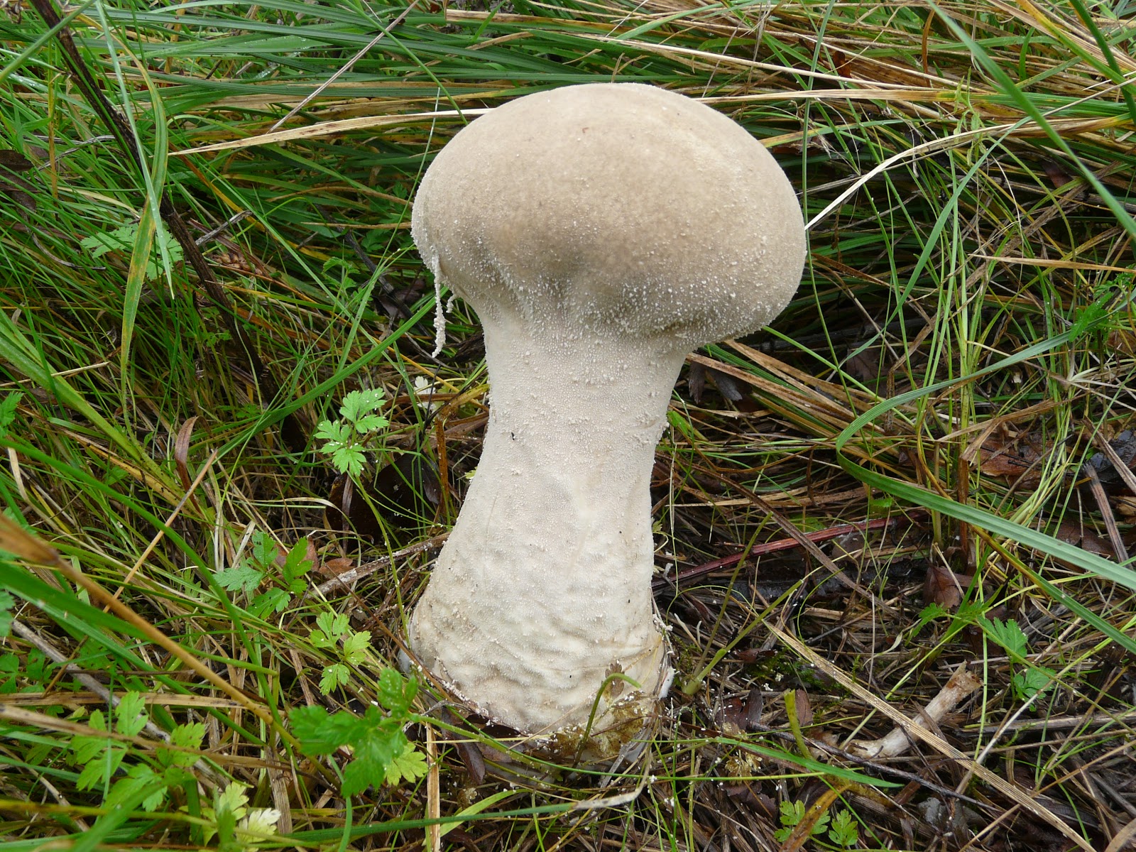 Lycoperdon excipuliforme (Pestle Puffball).JPG