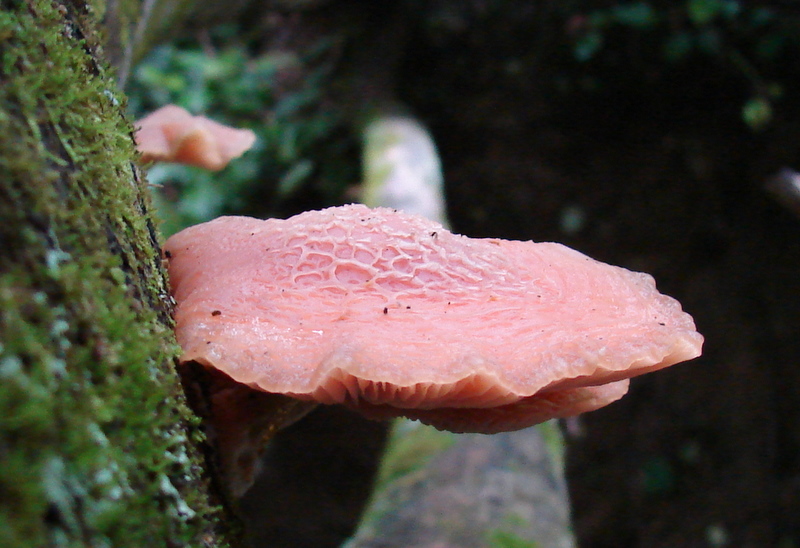 rhodotus_palmatus_83.JPG